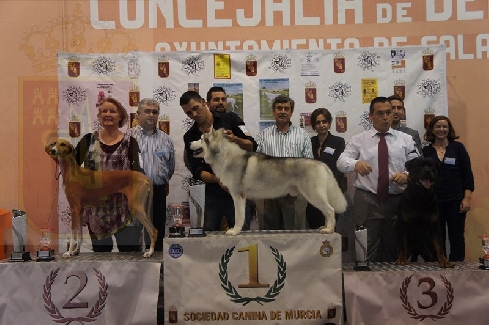 Canina Murciana Juez: 