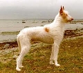 Raza: Podenco Ibicenco