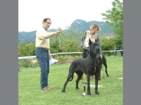 Canina Murciana Juez: Jos� Garc�a Abad