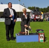 Canina Murciana Juez: Martin Ant�n Baskaran  Soto