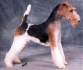 Canina Murciana Criador: 141