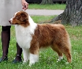Raza: Australian Shepherd