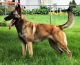 Raza: Perro de Pastor Belga