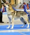 Raza: Perro lobo Checoslovaco