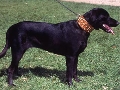 Raza: Perro pastor mallorquin