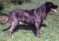 Raza: Majorero
