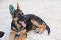 Canina Murciana Juez: 