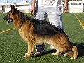 Canina Murciana Juez: 