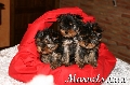 Canina Murciana Juez: 
