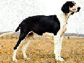 Raza: Sabueso frances blanco y negro