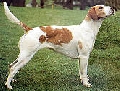 Raza: Foxhound