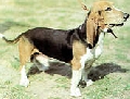 Raza: Basset artesiano de Normandia