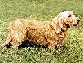 Raza: Basset leonado de Breta�a