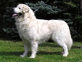 Raza: Kuvasz