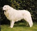 Raza: Slovensky Cuvac (Tchuvatch eslovaco)