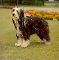 Raza: Bearded Collie (barbudo)