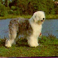 Raza: Bobtail (Antiguo perro de pastor Ingles)
