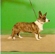 Raza: Welsh Corgi cardigan