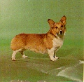 Raza: Welsh Corgi Pembroke