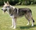 Raza: Perro lobo de Sarloos
