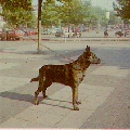 Raza: Perro pastor holandes