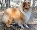 Raza: Rough Collie (pelo largo)