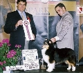 Raza: Shetland Sheepdog