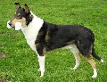 Raza: Smooth Collie (pelo corto)
