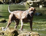 Alano Espaol. Ch. Cartago-Gorka de Monteleike