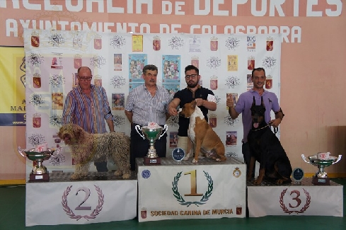 Canina Murciana Juez: 