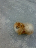 symba
