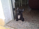 akira  dos meses 