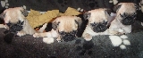 mis bebes
