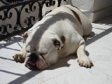 Duna en la siesta