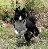 Marek
