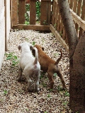 Cachorretes
