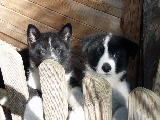 Cachorretes