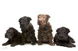 cachorros shar pei arcecam