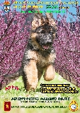 Actividad: Sociedad Canina de Murcia