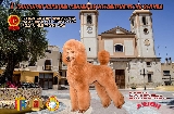Actividad: Sociedad Canina de Murcia