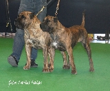 Actividad: Sociedad Canina de Murcia