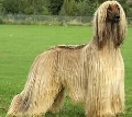 Raza: Galgo afgano