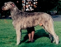 Raza: Irish Wolfhound (Lebrel irlandes)