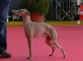 Raza: Peque�o lebrel italiano