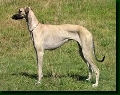 Raza: Sloughi (Lebrel arabe)