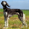 Raza: Saluki