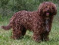 Raza: Perro de agua espaol