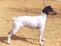 Raza: Ratonero Bodeguero Andaluz