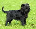 Raza: Affenpinscher