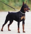 Raza: Pinscher Aleman